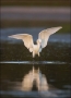 Reddish-Egret;Egret;White-Morph;Egretta-rufescens;Foraging;Reflection;one-animal